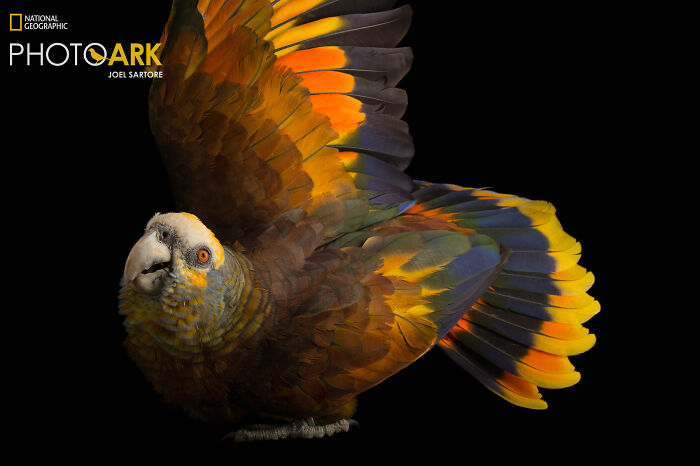 Sant Vincent Parrot - The Color Splash Expert
