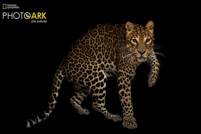 African Leopard – The Spotted Stalker