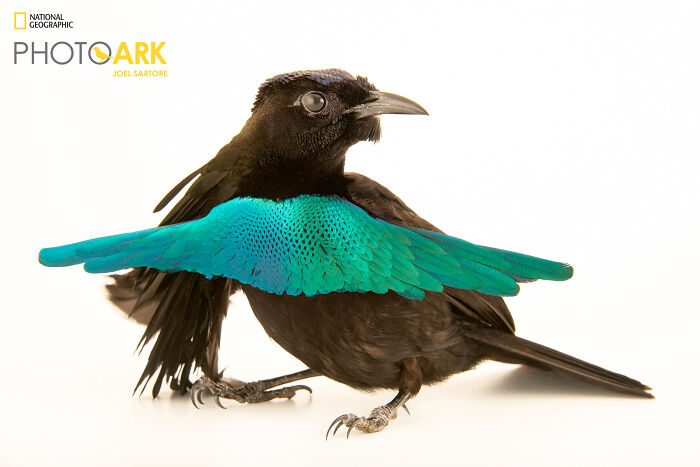 Lesser Superb Bird-Of-Paradise – The Dance Machine