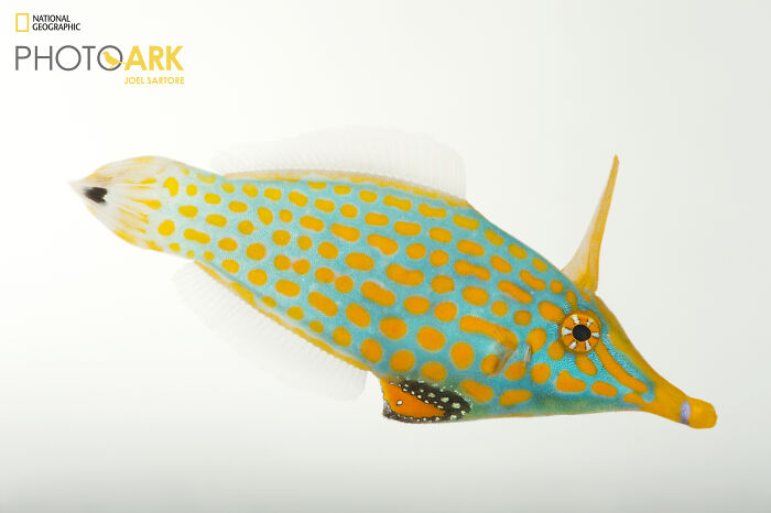 Orange Spotted Filefish - The Underwater Dots Artist