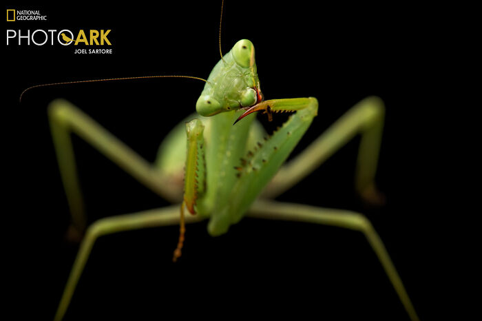 Springbok Mantis – The Praying Pose Boss