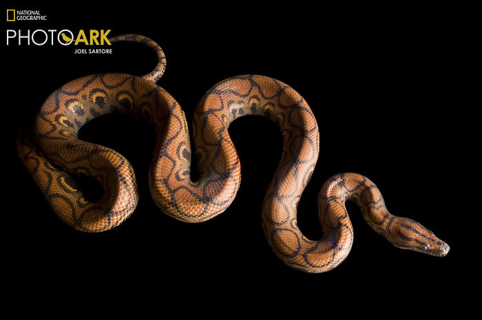 Brazilian Rainbow Boa – The Shiny Snake