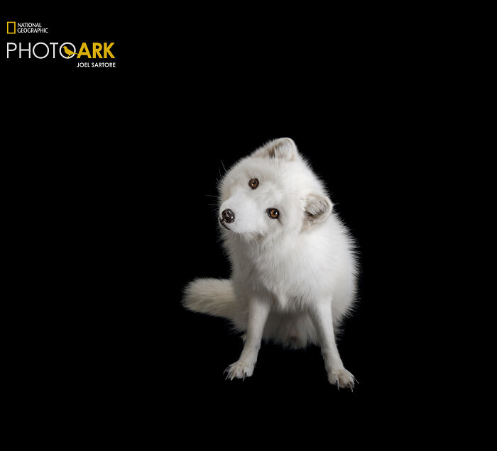 Male Arctic Fox – The Snow Ninja