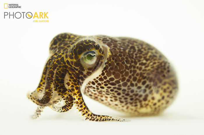 Bobtail Squid – The Tiny Disco Ball