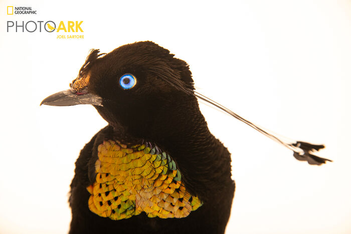 Eastern Parotia – The Feathered Showstopper