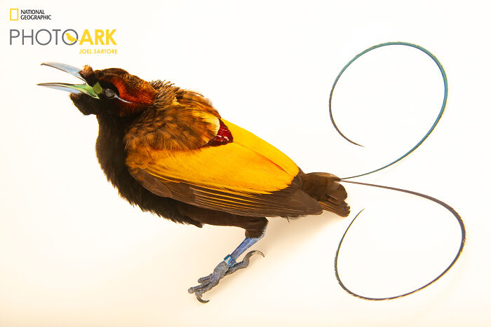 Magnificent Bird-Of-Paradise - The Ultimate Diva
