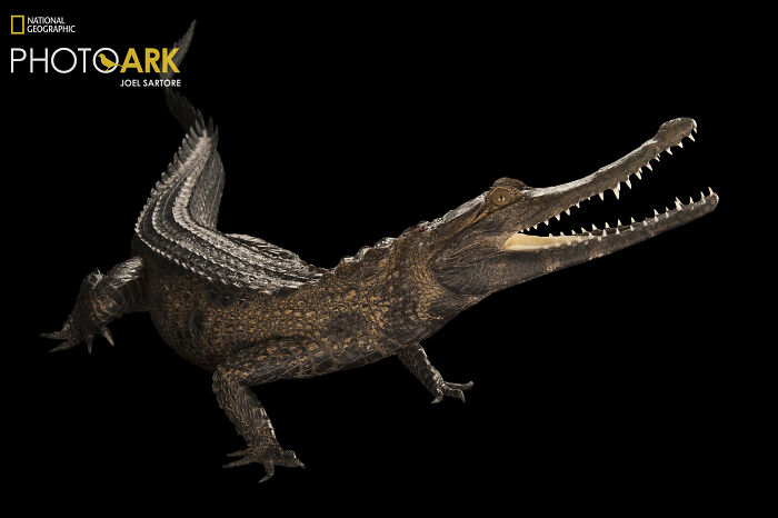 West African Slender-Snouted Crocodile - The Sly River Bandit