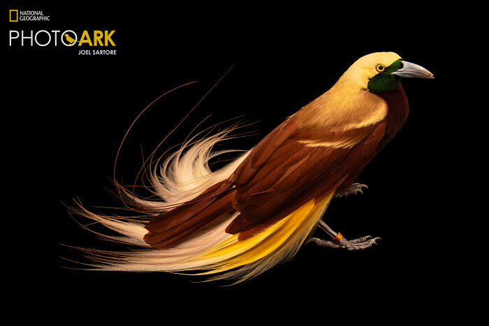 Lesser Bird-Of-Paradise - The Feathered Dazzler