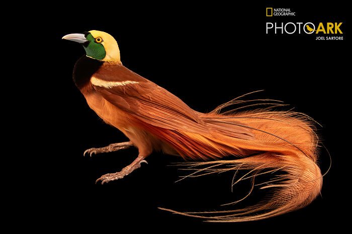 Raggiana Bird-Of-Paradise - The Party Starter