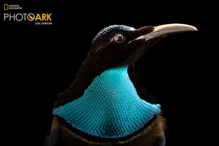 Magnificent Riflebird - The Shiny Black Charmer