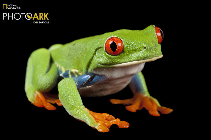 Red Eyed Tree Frog - The Popcorn-Brained Jumper