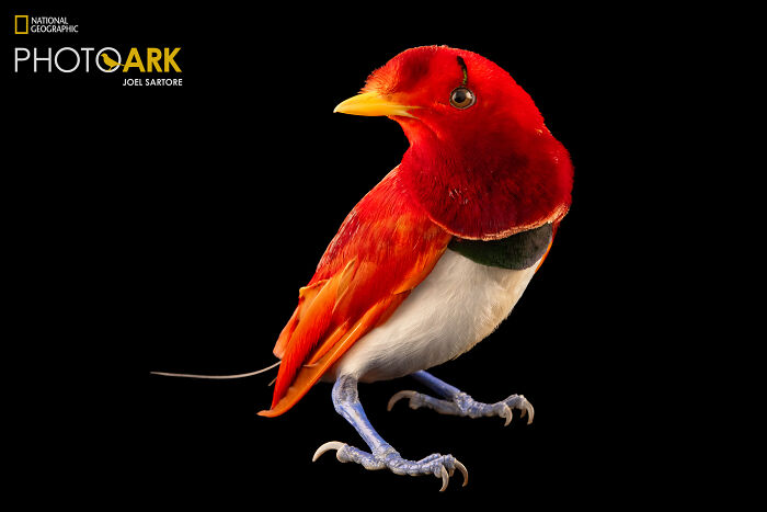 King Bird-Of-Paradise - The Crowning Glory