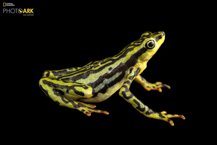 Elegant Harlequin Frog - The Stylish Amphibian