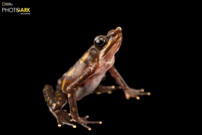 Longnose Harlequin Frog - The Snouty Charmer