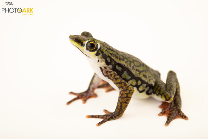 Coyne’s Harlequin Frog – The Vibrant Showstopper