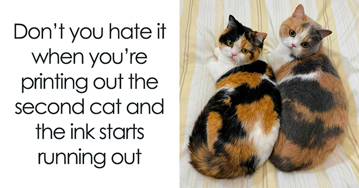 70 Cat Pics That Prove Cats Are Basically Tiny, Furry Comedians