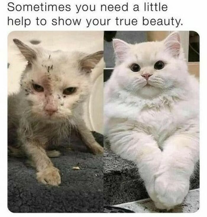 70 Cat Pics That Prove Cats Are Basically Tiny, Furry Comedians