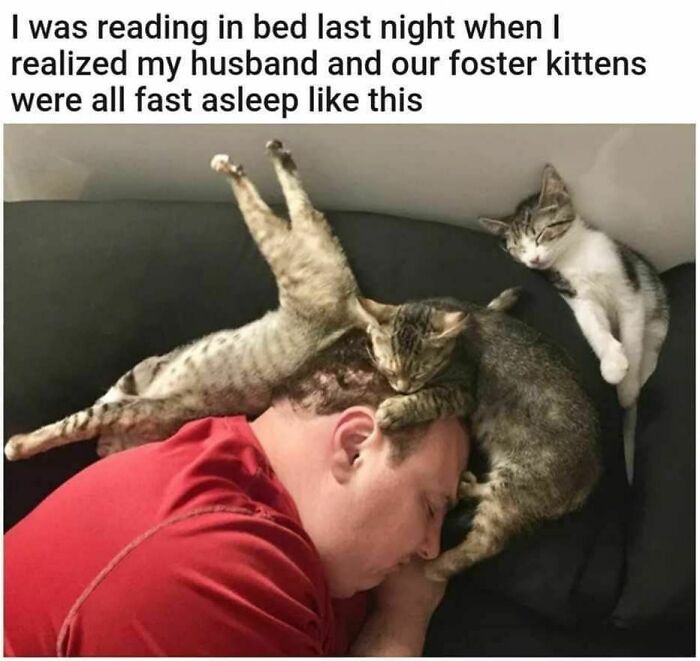70 Cat Pics That Prove Cats Are Basically Tiny, Furry Comedians