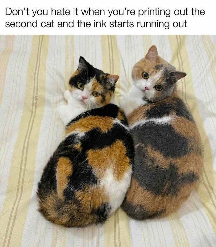 70 Cat Pics That Prove Cats Are Basically Tiny, Furry Comedians