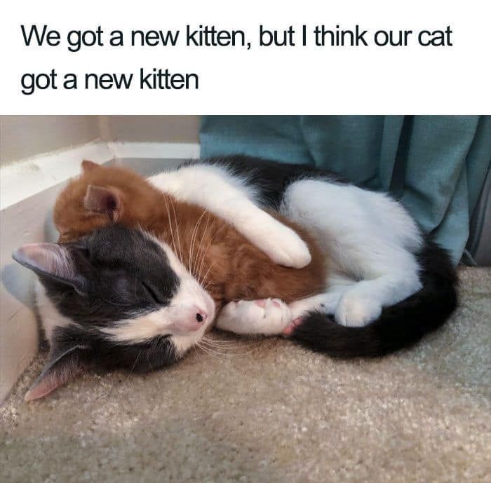 70 Cat Pics That Prove Cats Are Basically Tiny, Furry Comedians