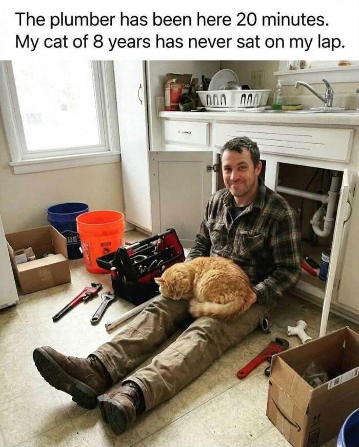 70 Cat Pics That Prove Cats Are Basically Tiny, Furry Comedians