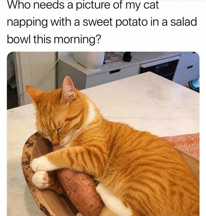 70 Cat Pics That Prove Cats Are Basically Tiny, Furry Comedians