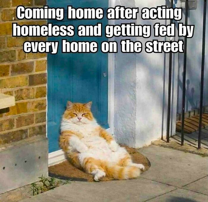 70 Cat Pics That Prove Cats Are Basically Tiny, Furry Comedians