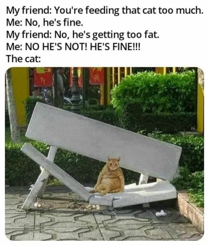 70 Cat Pics That Prove Cats Are Basically Tiny, Furry Comedians