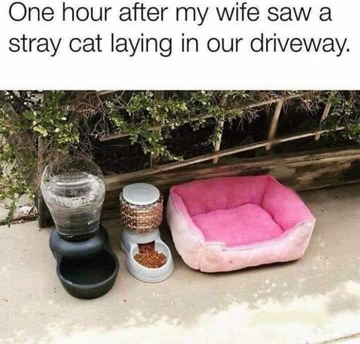 70 Cat Pics That Prove Cats Are Basically Tiny, Furry Comedians
