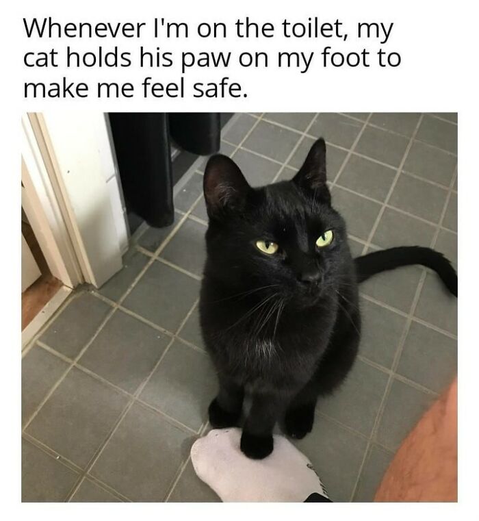 70 Cat Pics That Prove Cats Are Basically Tiny, Furry Comedians