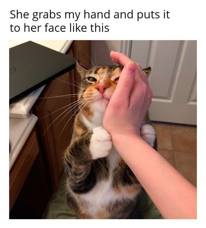 70 Cat Pics That Prove Cats Are Basically Tiny, Furry Comedians