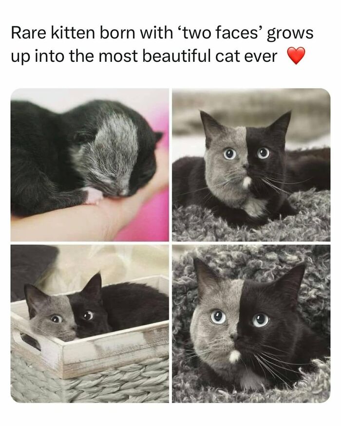 70 Cat Pics That Prove Cats Are Basically Tiny, Furry Comedians