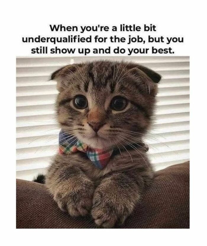 70 Cat Pics That Prove Cats Are Basically Tiny, Furry Comedians