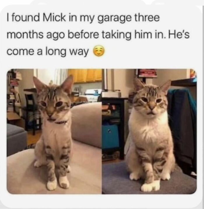 70 Cat Pics That Prove Cats Are Basically Tiny, Furry Comedians