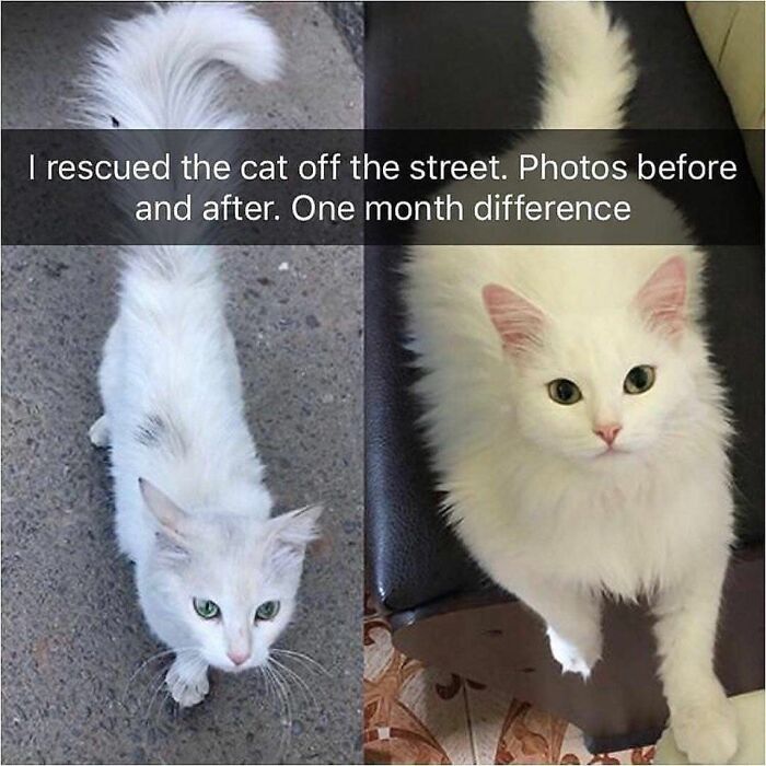 70 Cat Pics That Prove Cats Are Basically Tiny, Furry Comedians