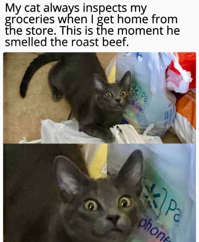 70 Cat Pics That Prove Cats Are Basically Tiny, Furry Comedians