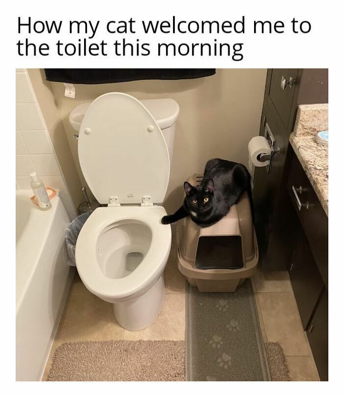 70 Cat Pics That Prove Cats Are Basically Tiny, Furry Comedians