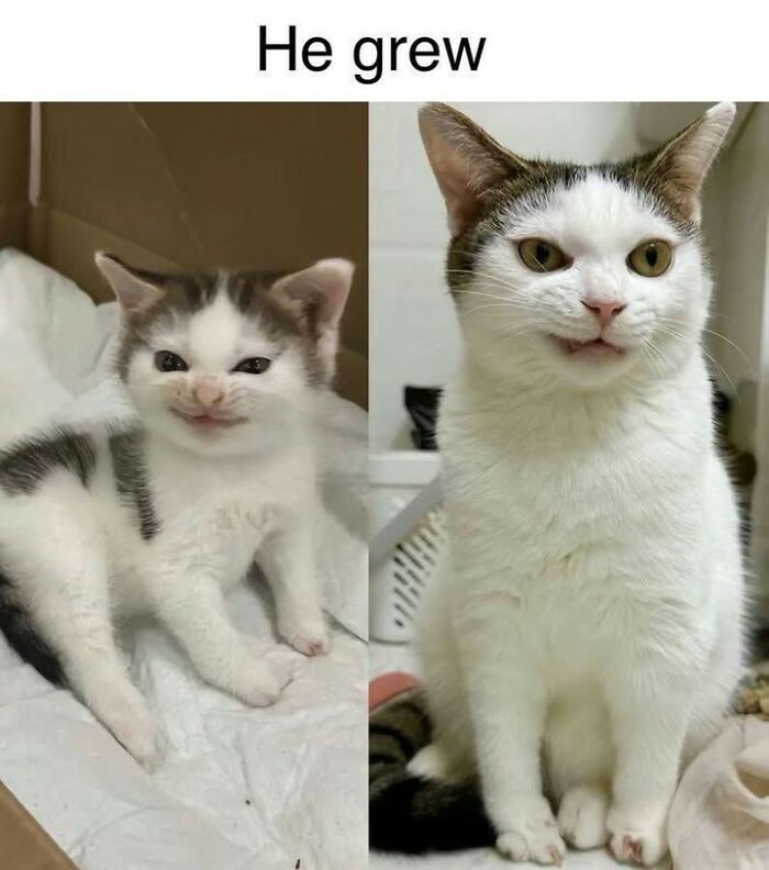 70 Cat Pics That Prove Cats Are Basically Tiny, Furry Comedians
