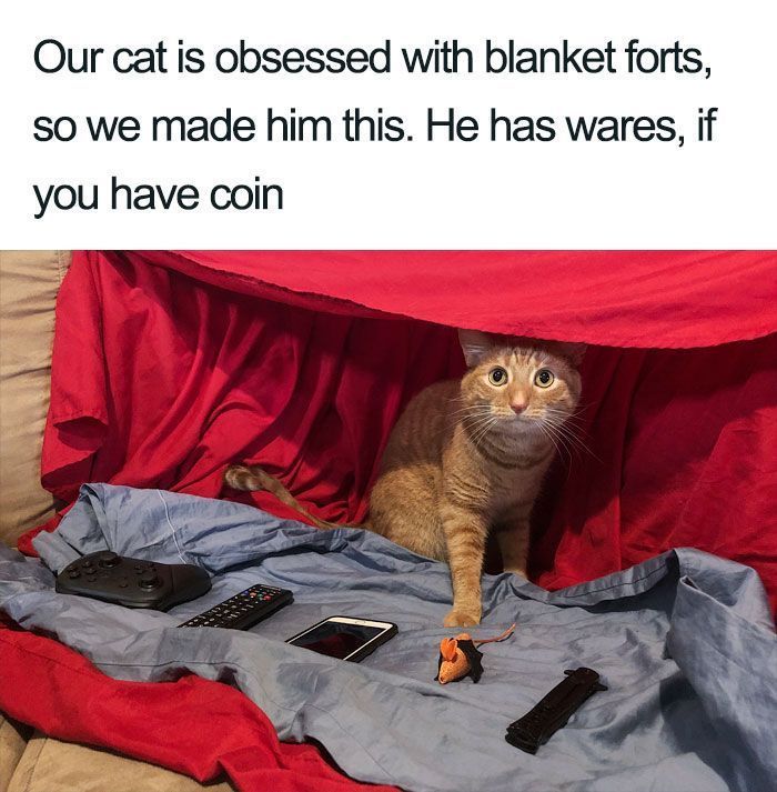 70 Cat Pics That Prove Cats Are Basically Tiny, Furry Comedians