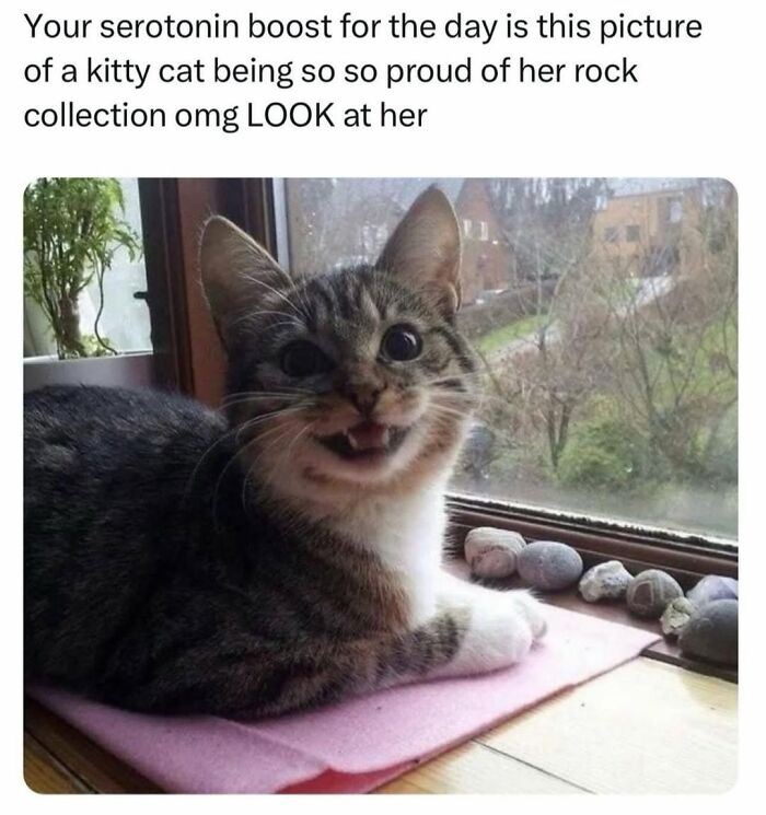 70 Cat Pics That Prove Cats Are Basically Tiny, Furry Comedians