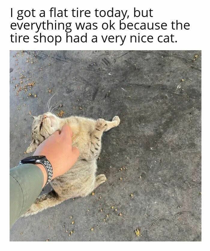70 Cat Pics That Prove Cats Are Basically Tiny, Furry Comedians