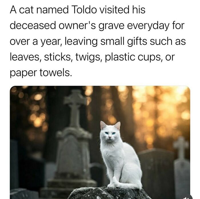 70 Cat Pics That Prove Cats Are Basically Tiny, Furry Comedians