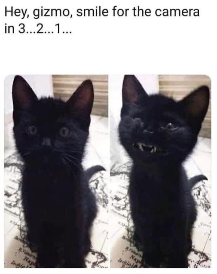 70 Cat Pics That Prove Cats Are Basically Tiny, Furry Comedians