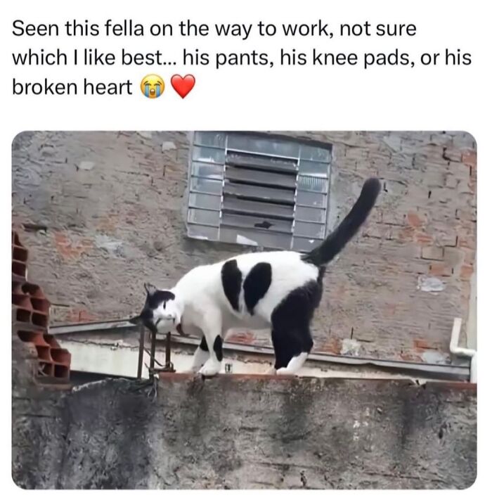 70 Cat Pics That Prove Cats Are Basically Tiny, Furry Comedians
