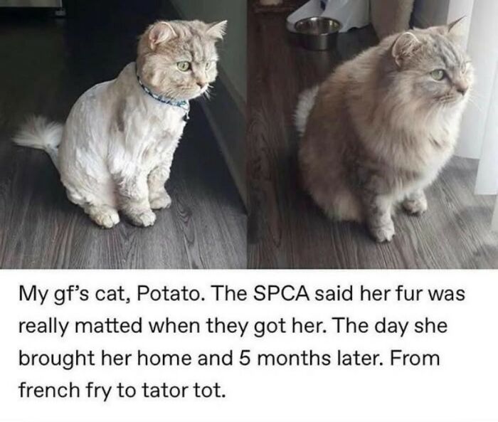 70 Cat Pics That Prove Cats Are Basically Tiny, Furry Comedians