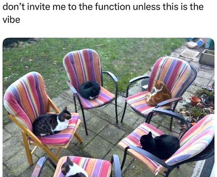 70 Cat Pics That Prove Cats Are Basically Tiny, Furry Comedians