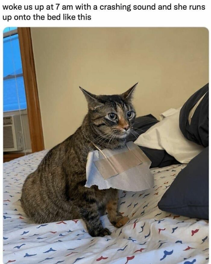 70 Cat Pics That Prove Cats Are Basically Tiny, Furry Comedians