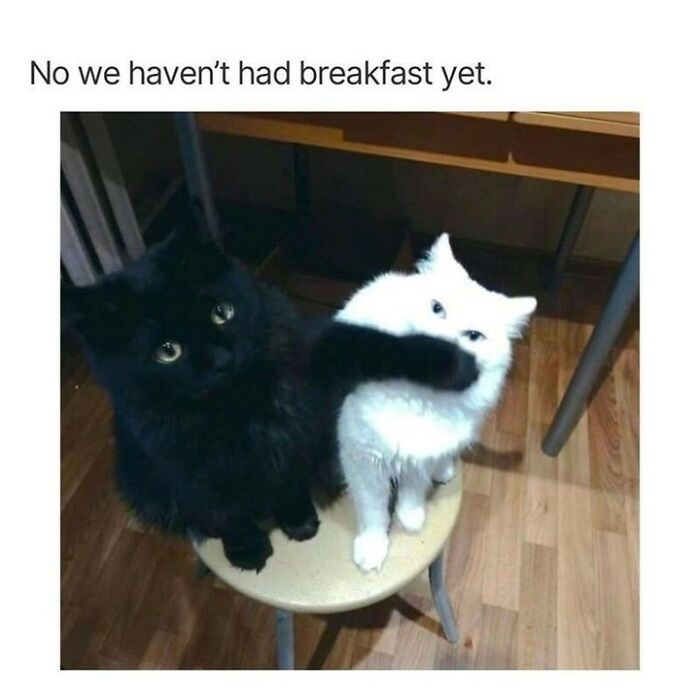 70 Cat Pics That Prove Cats Are Basically Tiny, Furry Comedians