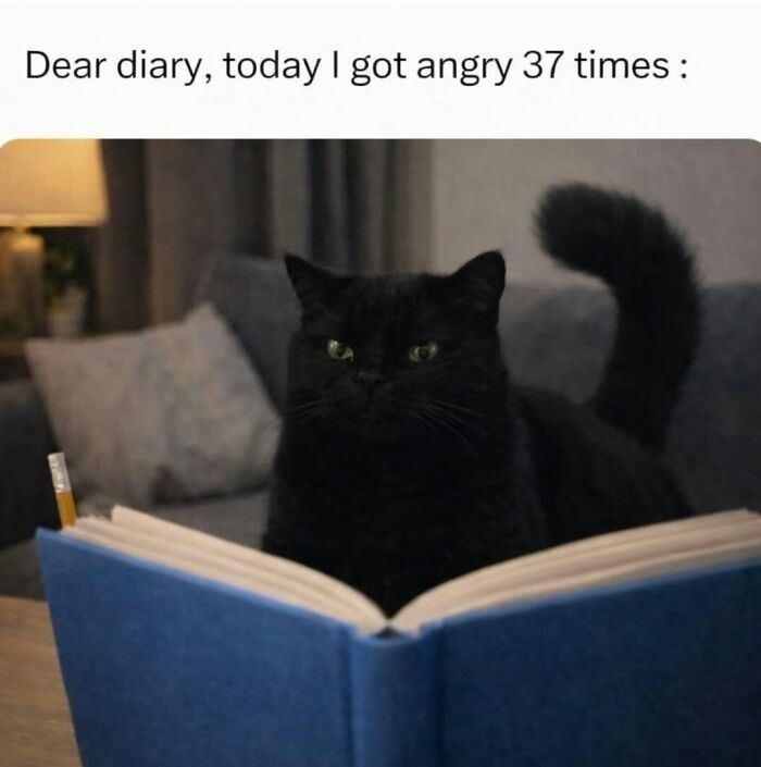 70 Cat Pics That Prove Cats Are Basically Tiny, Furry Comedians