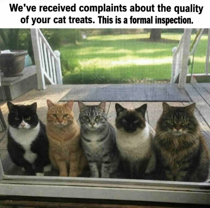 70 Cat Pics That Prove Cats Are Basically Tiny, Furry Comedians